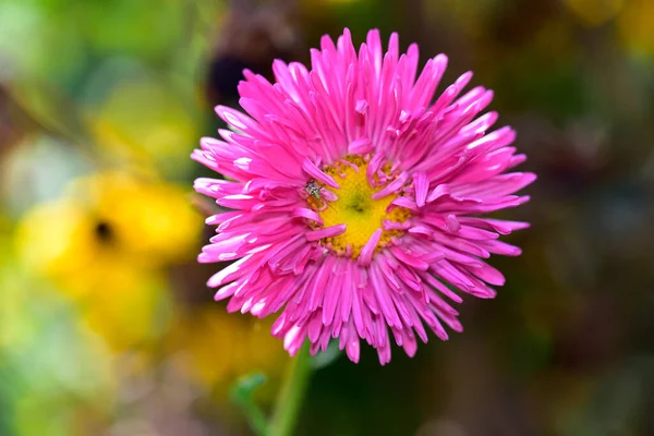 Beautiful Flowers Growing Garden Summer Sunny Day — Stock Photo, Image