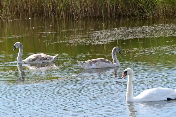 Belos Cisnes Brancos Nadando Lago Dia Verão — Fotografia de Stock