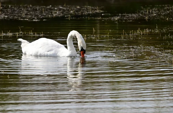 Bellissimo Cigno Bianco Nuotare Sul Lago Durante Giornata Estiva — Foto Stock