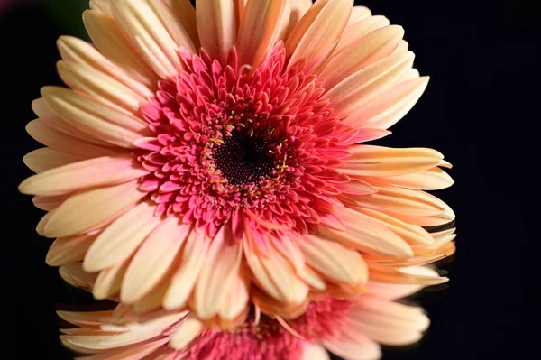 Nahaufnahme Von Erstaunlichen Blumen Blühen Auf Dunklem Hintergrund — Stockfoto