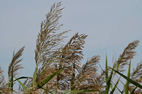 Zomerweide Met Groene Wilde Planten Blauwe Lucht Achtergrond — Stockfoto