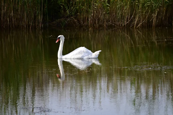 beautiful white swan swimming on lake at summer day