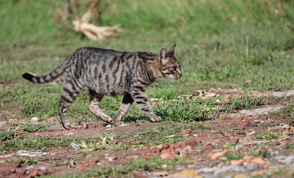 夏の日に屋外を歩く可愛い猫 — ストック写真