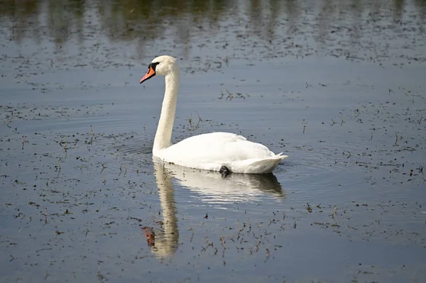 Hermoso Cisne Blanco Nadando Lago Día Verano —  Fotos de Stock