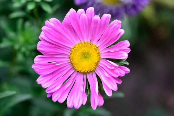Όμορφα Λουλούδια Που Αναπτύσσονται Στον Κήπο Την Ηλιόλουστη Μέρα Του — Φωτογραφία Αρχείου