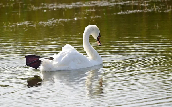 Schöner Weißer Schwan Schwimmt Sommertag Auf Dem See — Stockfoto