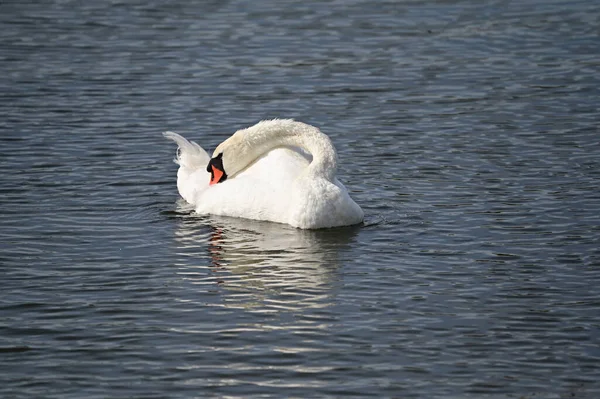 Красивий Білий Лебідь Плаває Озері Літній День — стокове фото