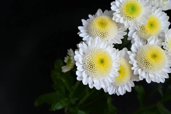 暗い背景に素晴らしい花のクローズアップ — ストック写真