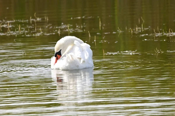 Hermoso Cisne Blanco Nadando Lago Día Verano — Foto de Stock