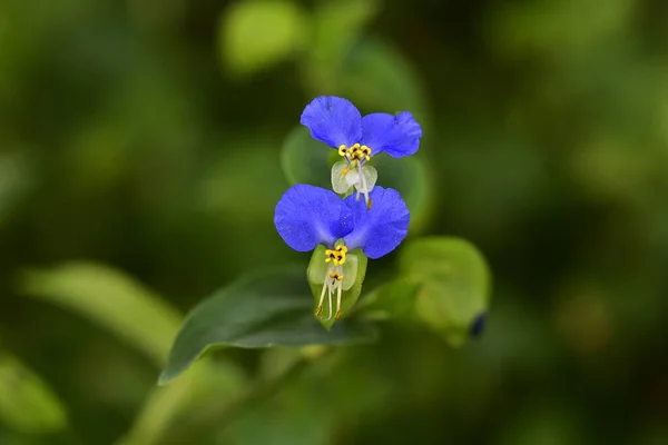 Bellissimi Fiori Che Crescono Giardino Estate Giornata Sole — Foto Stock