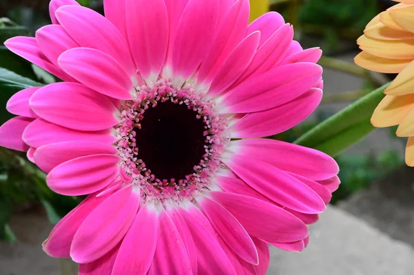 Bellissimi Fiori Che Crescono Giardino Estate Giornata Sole — Foto Stock