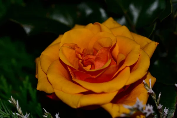 Hermosas Flores Sobre Fondo Oscuro Concepto Verano Vista Cercana — Foto de Stock