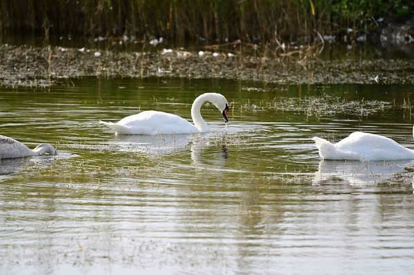 夏の日に湖で泳ぐ美しい白鳥 — ストック写真