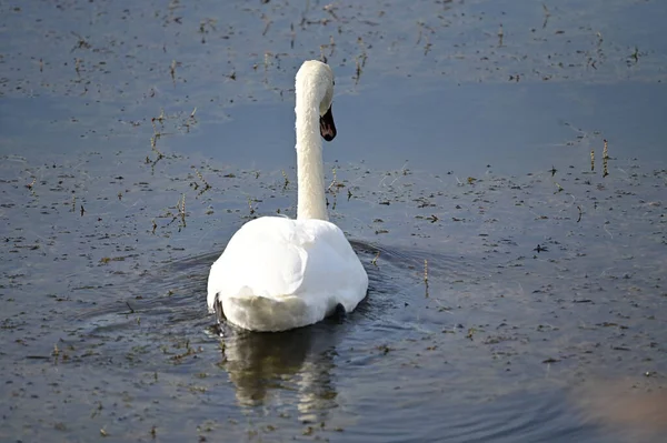 Belo Cisne Branco Nadando Lago Dia Verão — Fotografia de Stock