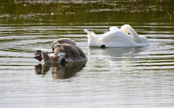 夏の日に湖で泳ぐ美しい白鳥 — ストック写真