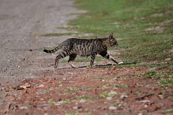 夏の日に屋外を歩く可愛い猫 — ストック写真