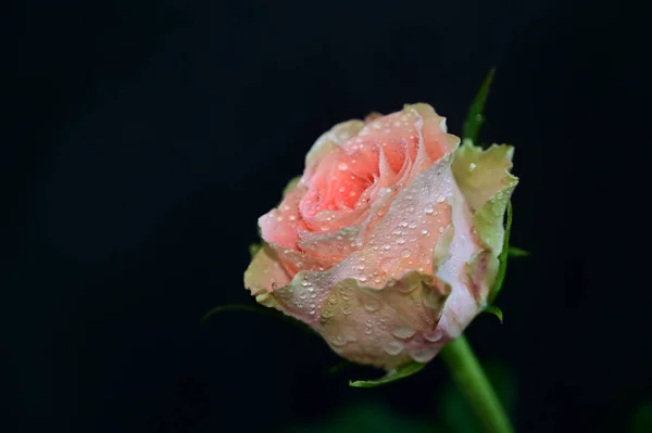 Nahaufnahme Von Erstaunlichen Blumen Blühen Auf Dunklem Hintergrund — Stockfoto