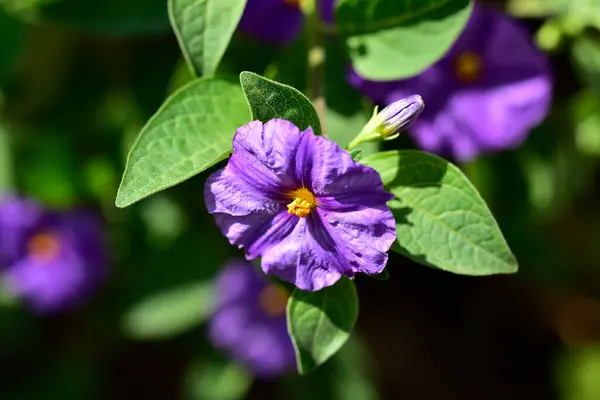 Hermosas Flores Que Crecen Jardín Verano Día Soleado — Foto de Stock