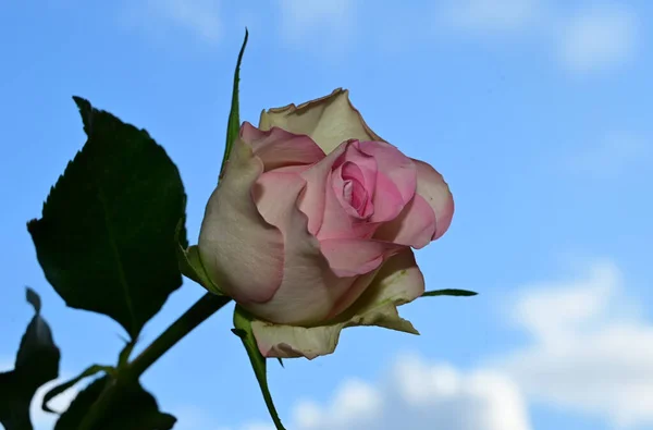 Beautiful Rose Flowers Blue Sky Background — Stock Photo, Image