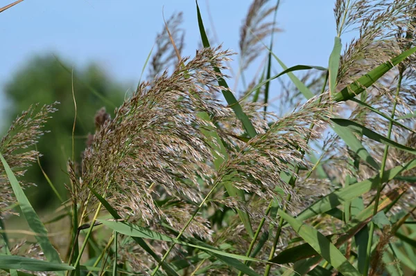 蓝天背景的绿色野生植物的夏季草甸 — 图库照片