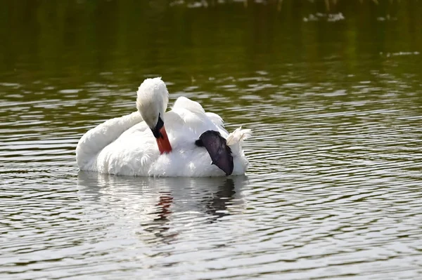 Krásná Bílá Labuť Plavání Jezeře Letní Den — Stock fotografie