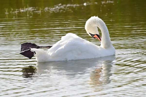 Vacker Vit Svan Simma Sjön Sommardagen — Stockfoto