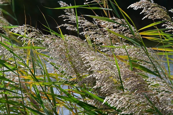 蓝天背景的绿色野生植物的夏季草甸 — 图库照片