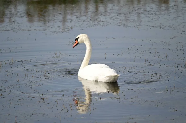 夏の日に白い白鳥が湖を泳いでいます — ストック写真