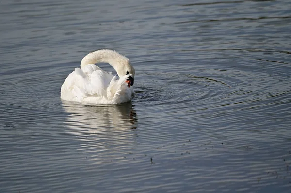 Krásná Bílá Labuť Plavání Jezeře Letní Den — Stock fotografie