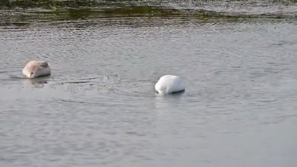 Güzel Beyaz Kuğular Yaz Günü Göl Yüzeyinde Yüzerler — Stok video
