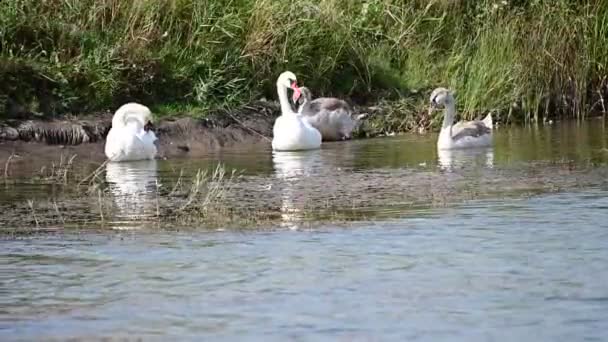 Güzel Beyaz Kuğular Yaz Günü Göl Yüzeyinde Yüzerler — Stok video