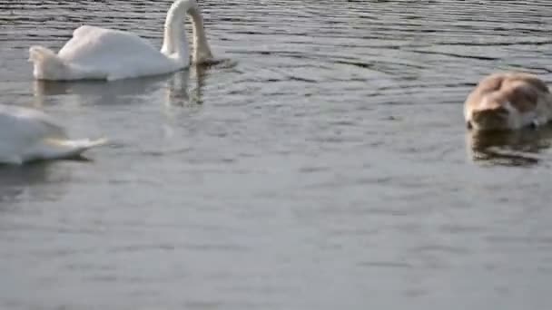 Schöne Weiße Schwäne Die Sommertagen Auf Der Wasseroberfläche Des Sees — Stockvideo
