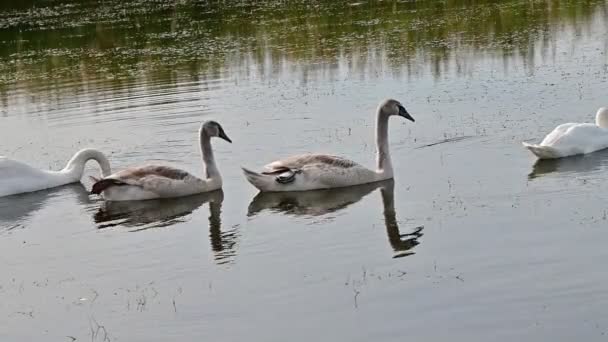 Belos Cisnes Brancos Nadando Superfície Água Lago Dia Verão — Vídeo de Stock