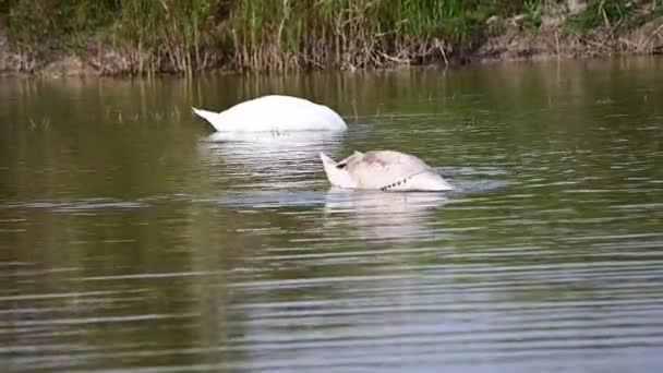 Schöne Weiße Schwäne Die Sommertagen Auf Der Wasseroberfläche Des Sees — Stockvideo