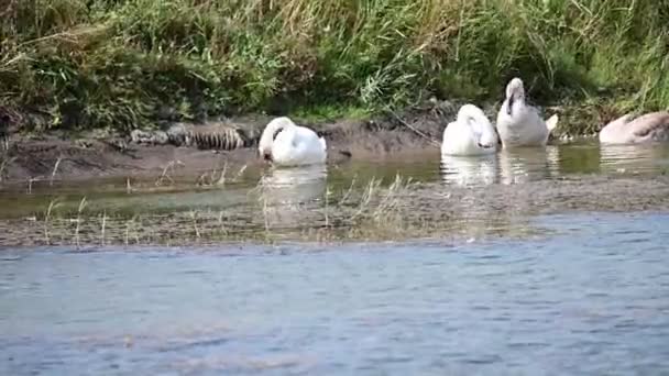 Schöne Weiße Schwäne Die Sommertagen Auf Der Wasseroberfläche Des Sees — Stockvideo