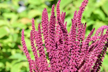 Yaz bahçesinde açan güzel çiçeklerin yakın plan görüntüsü, doğa manzarası             