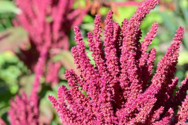 Bahar bahçesinde açan güzel çiçeklerin yakın plan görüntüsü, doğa manzarası               