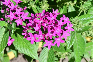 Yaz bahçesinde açan güzel çiçeklerin yakın plan görüntüsü, doğa manzarası             