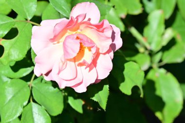 Manzaralı bahçede açan güzel yaz çiçeklerinin yakın görüntüsü.          