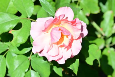 Manzaralı bahçede açan güzel yaz çiçeklerinin yakın görüntüsü.          