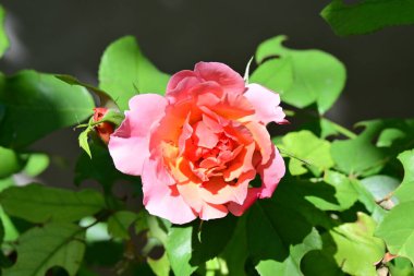 Güzel narin gül çiçeği, yakın görüş.          