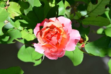 Manzaralı bahçede açan güzel yaz çiçeklerinin yakın görüntüsü.          