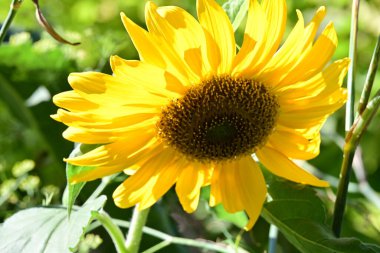 Bahçedeki sarı ayçiçeği kapat 