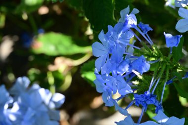 Yaz bahçesinde açan güzel çiçeklerin yakın plan görüntüsü.        