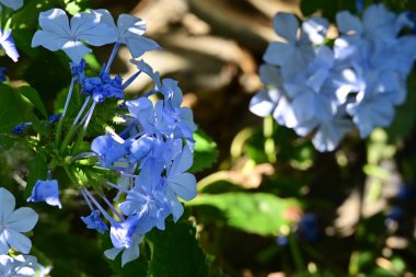 Yaz bahçesinde açan güzel çiçeklerin yakın plan görüntüsü, doğa manzarası             