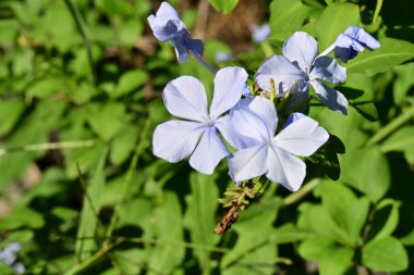 Yaz bahçesinde açan güzel çiçeklerin yakın plan görüntüsü, doğa manzarası             