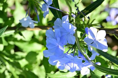 Yaz bahçesinde açan güzel çiçeklerin yakın plan görüntüsü.        