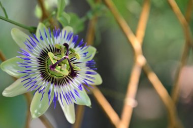 Çitteki tutku çiçeğine yaklaş