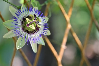 Çitteki tutku çiçeğine yaklaş