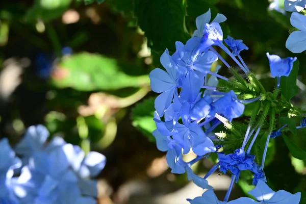 Yaz bahçesinde açan güzel çiçeklerin yakın plan görüntüsü.        